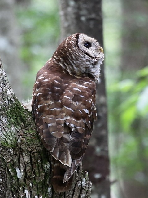 Barred Owl